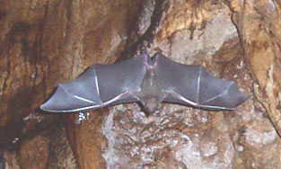 Bats in Bocas del Toro