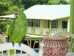 Bocas del Toro Hotel on Isla Cristobal
